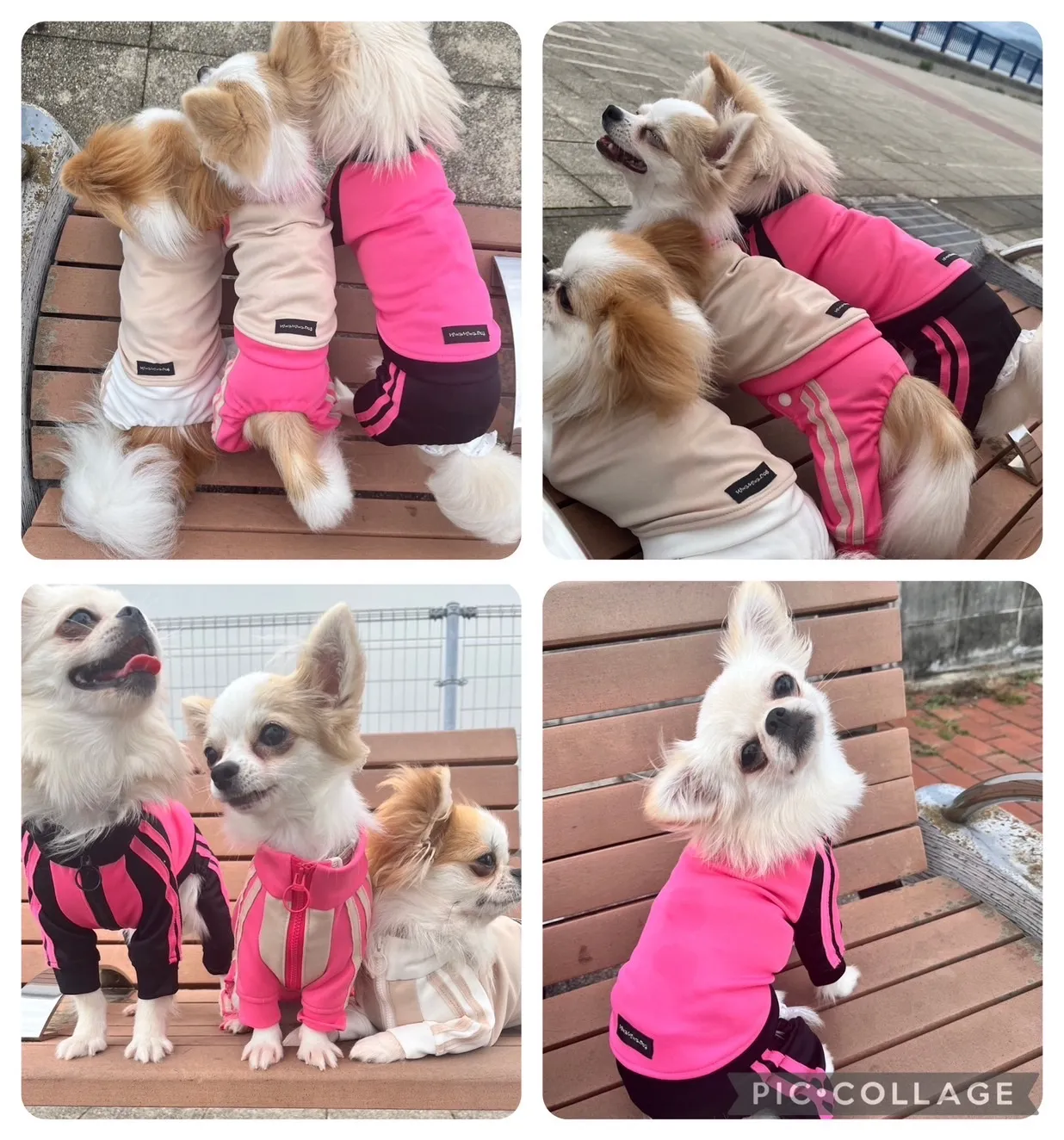 かわいい服を着たかわいいチワワの写真